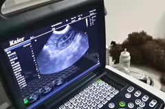 寵物醫院用寵物b超可以查什么項目